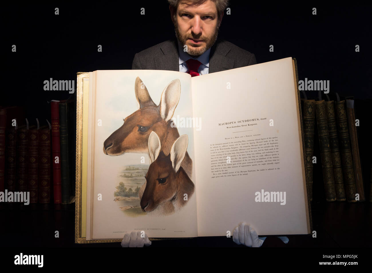 Bonhams, New Bond Street, London, UK. 23 Mai, 2018. Birds of a Feather, eine der schönsten Sammlungen von ornithologische Bücher in privaten Händen - Wassenaar Zoo: eine niederländische Private Bibliothek - ist auf Anzeige bei Bonhams, bevor es am 30. Mai. Die Kollektion enthält auch zoologische Werke auf Katzen, Affen, Fische, Chamäleons, Elefanten und andere Tiere, wurde in den 1950er montiert s die Arbeit von Wassenaar Zoo, die da geschlossen hat, zu ergänzen. Foto: Matthew Haley, Leiter der Bücher bei Bonhams, mit der Sammlung. Credit: Malcolm Park/Alamy Leben Nachrichten. Stockfoto