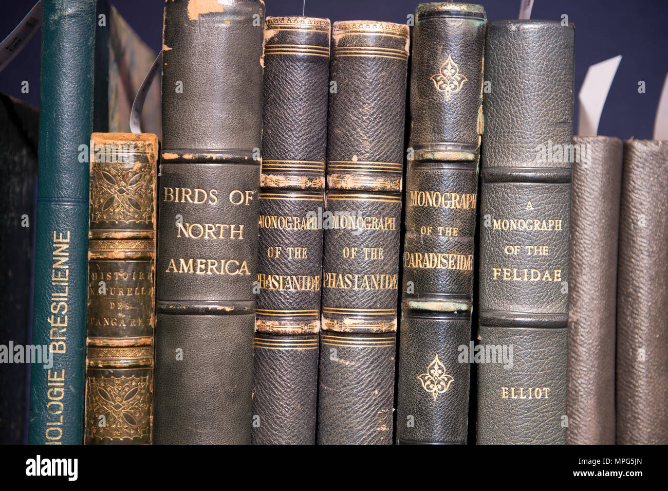 Bonhams, New Bond Street, London, UK. 23 Mai, 2018. Birds of a Feather, eine der schönsten Sammlungen von ornithologische Bücher in privaten Händen - Wassenaar Zoo: eine niederländische Private Bibliothek - ist auf Anzeige bei Bonhams, bevor es am 30. Mai. Die Kollektion enthält auch zoologische Werke auf Katzen, Affen, Fische, Chamäleons, Elefanten und andere Tiere, wurde in den 1950er montiert s die Arbeit von Wassenaar Zoo, die da geschlossen hat, zu ergänzen. Credit: Malcolm Park/Alamy Leben Nachrichten. Stockfoto