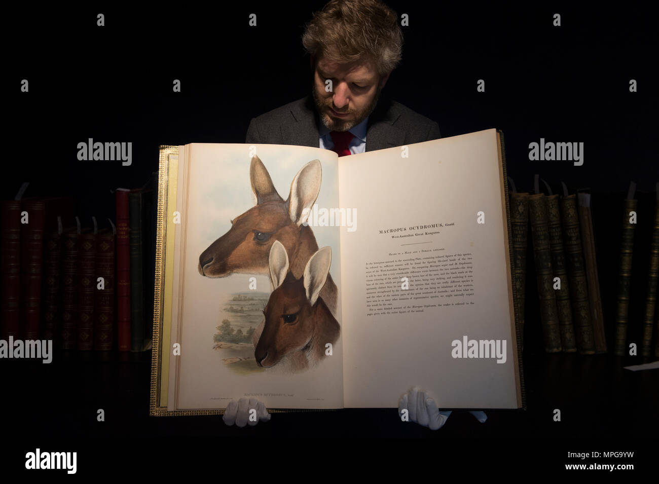 Bonhams, New Bond Street, London, UK. 23 Mai, 2018. Birds of a Feather, eine der schönsten Sammlungen von ornithologische Bücher in privaten Händen - Wassenaar Zoo: eine niederländische Private Bibliothek - ist auf Anzeige bei Bonhams, bevor es am 30. Mai. Die Kollektion enthält auch zoologische Werke auf Katzen, Affen, Fische, Chamäleons, Elefanten und andere Tiere, wurde in den 1950er montiert s die Arbeit von Wassenaar Zoo, die da geschlossen hat, zu ergänzen. Foto: Matthew Haley, Leiter der Bücher bei Bonhams, mit der Sammlung. Credit: Malcolm Park/Alamy Leben Nachrichten. Stockfoto