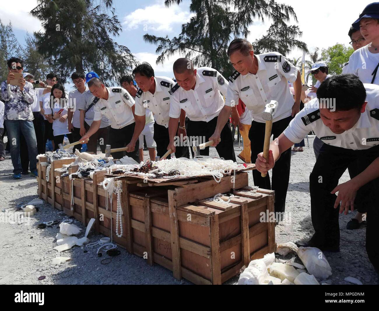 Sanya, China Hainan Provinz. 23 Mai, 2018. Mitarbeiter von China Sea Turtle Conservation Alliance crush beschlagnahmt Aquatic wildlife Produkte in Sanya City, South China Hainan Provinz, 23. Mai 2018. China Sea Turtle Conservation Alliance wurde offiziell am Mittwoch festgelegt. Credit: Wang Haizhou/Xinhua/Alamy leben Nachrichten Stockfoto