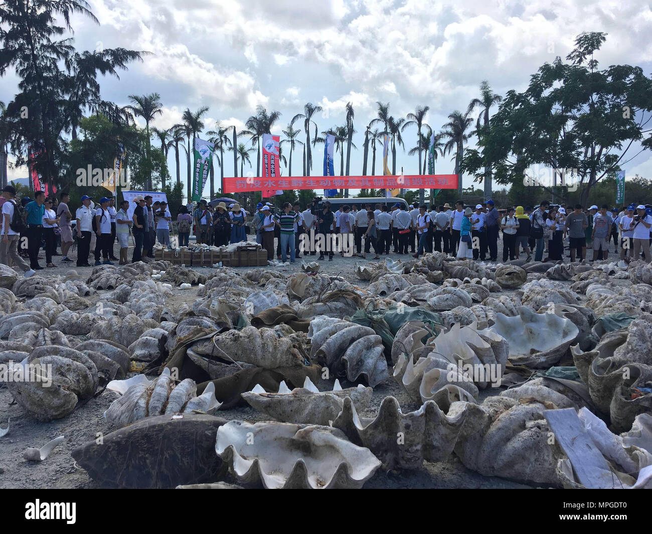 Sanya, China Hainan Provinz. 23 Mai, 2018. Beschlagnahmt Aquatic wildlife Produkte werden in Sanya City, South China Hainan Provinz, 23. Mai 2018, vernichtet zu werden. China Sea Turtle Conservation Alliance wurde offiziell am Mittwoch festgelegt. Credit: Wang Haizhou/Xinhua/Alamy leben Nachrichten Stockfoto