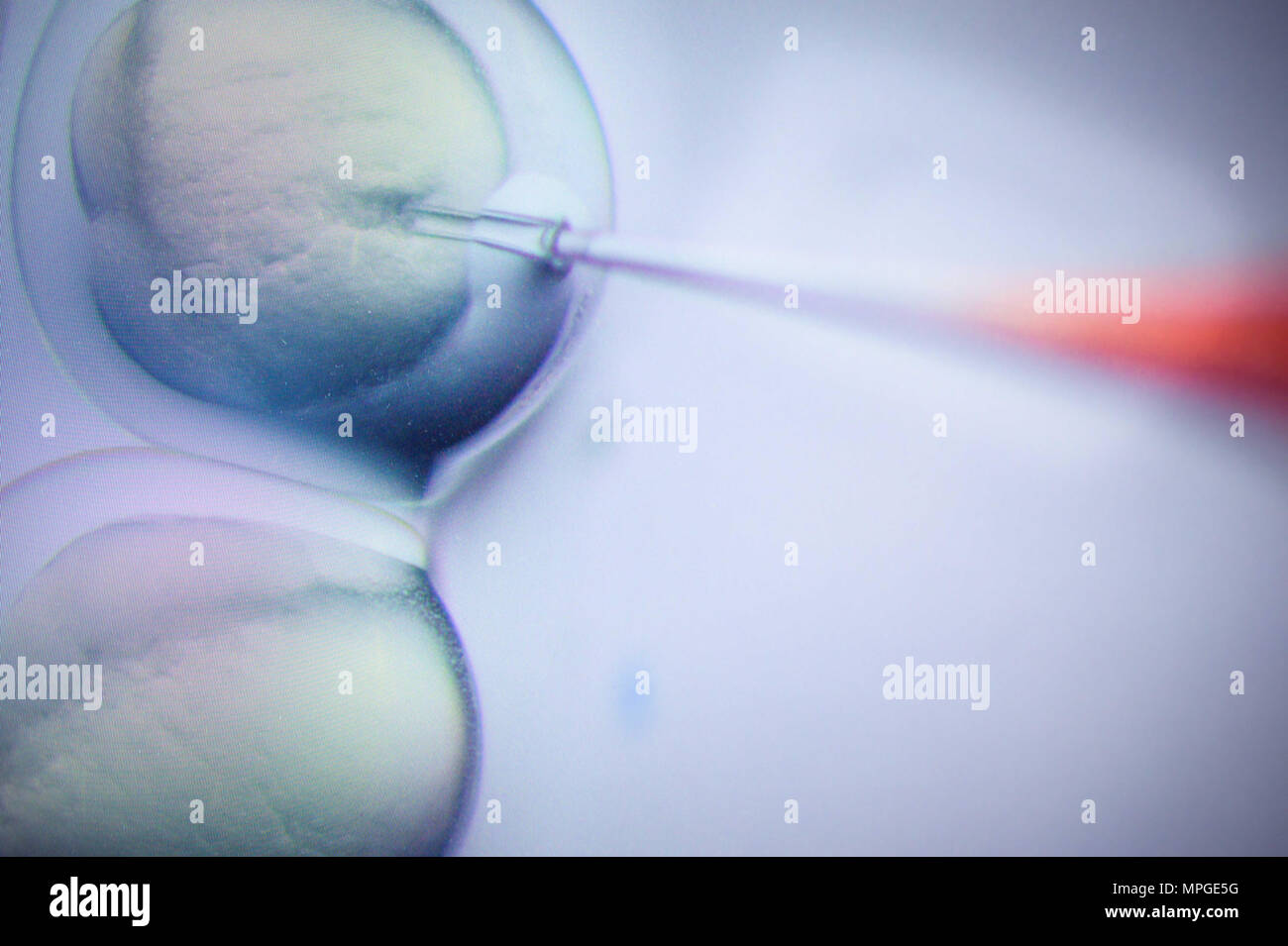 22. Mai 2018, Deutschland, Berlin: ein Forscher führt eine CRISPR/Cas 9 Prozess am Max-Delbrueck-Center für Molekulare Medizin. Foto: Gregor Fischer/dpa Stockfoto