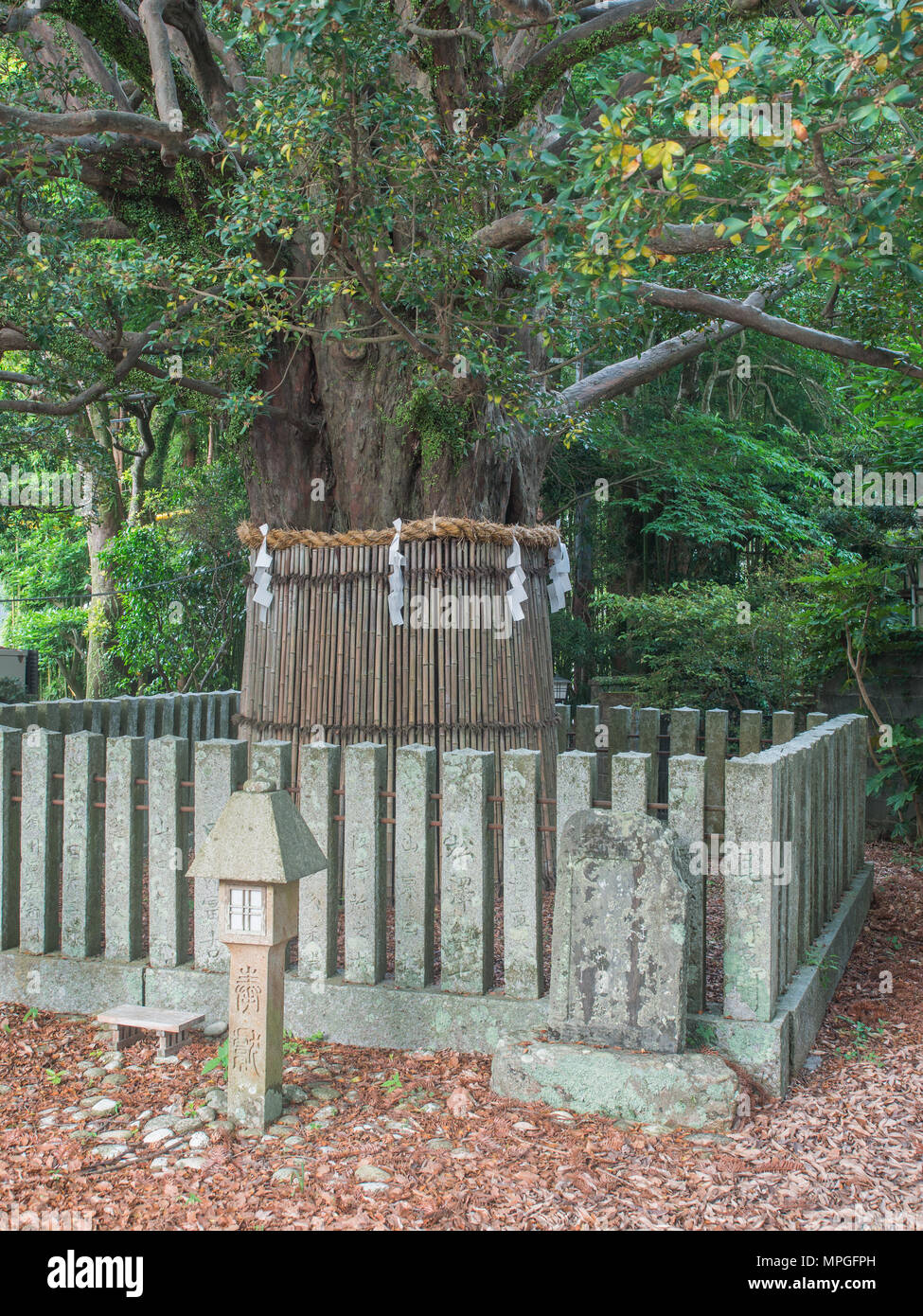 Heiliger Baum. 800 Jahre alten Nagi-no-ki Baum (Podocarpus nagi) an Kumano Hayatama Taisha, Shingu, Präfektur Wakayama, Japan. Stockfoto