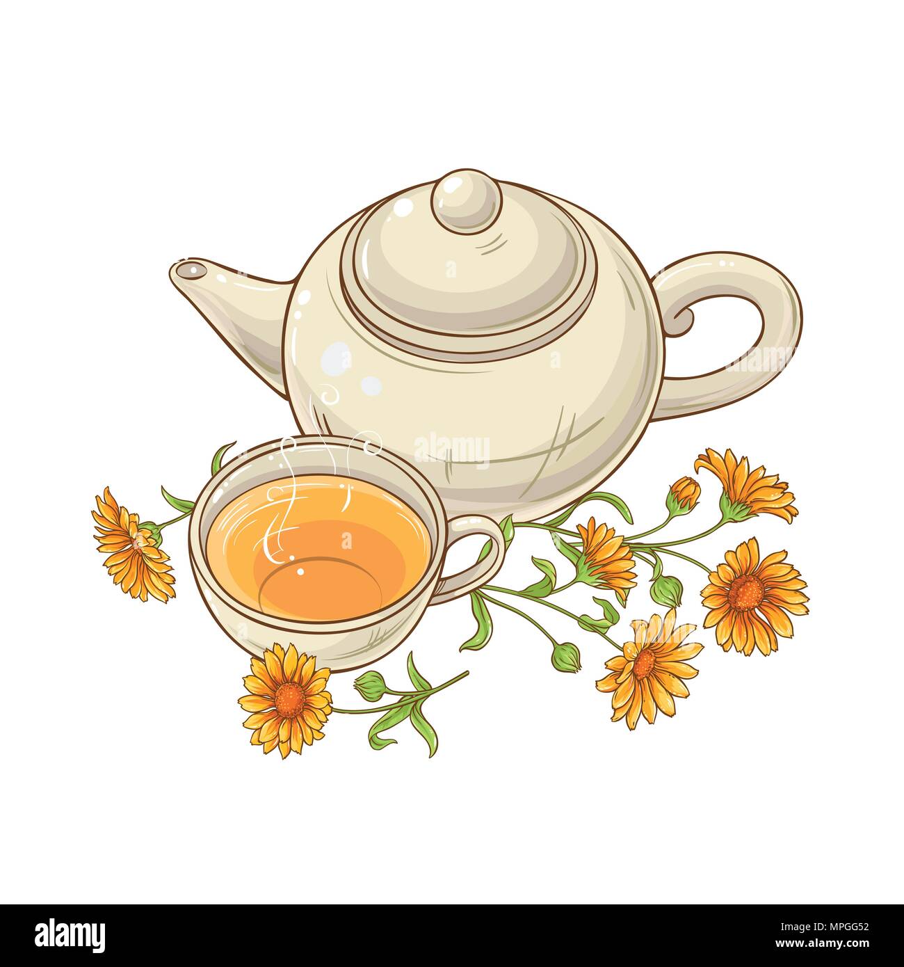 Calendula tee Vector Illustration auf weißem Hintergrund Stock Vektor