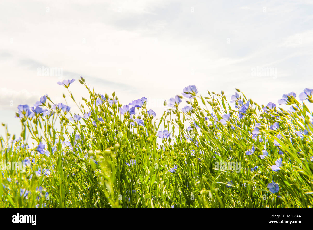 Flachs in Blüte auf der Île d'Oléron, Frankreich Stockfoto