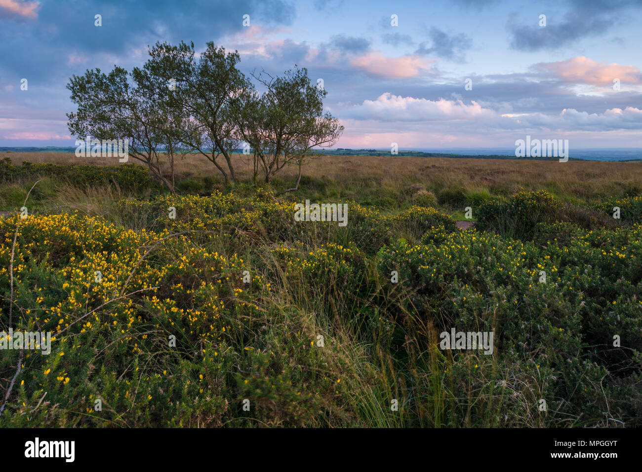 Heathland bei Beacon Batch on Black Down in der Mendip Hills National Landscape im frühen Herbst, Somerset, England. Stockfoto