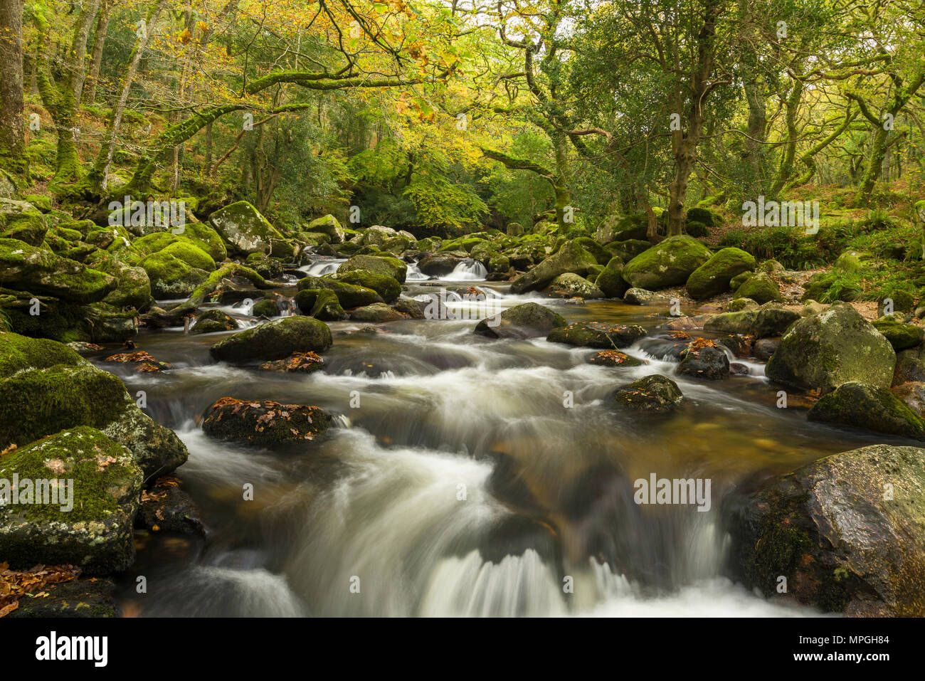 Der Fluss fließt aber Plym Dewerstone Holz im Herbst im Nationalpark Dartmoor, Devon, England. Stockfoto