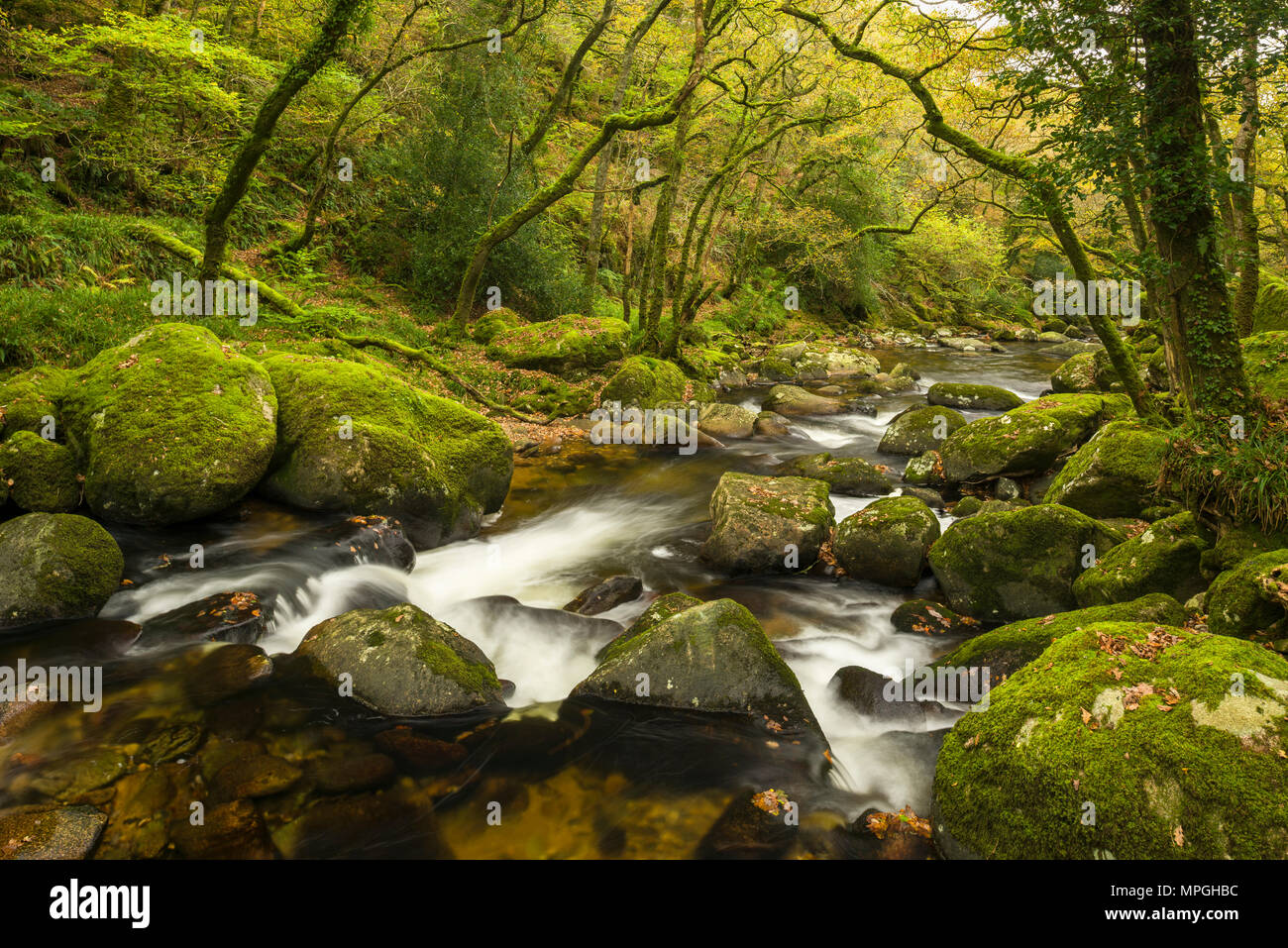 Der Fluss fließt aber Plym Dewerstone Holz im Herbst im Nationalpark Dartmoor, Devon, England. Stockfoto