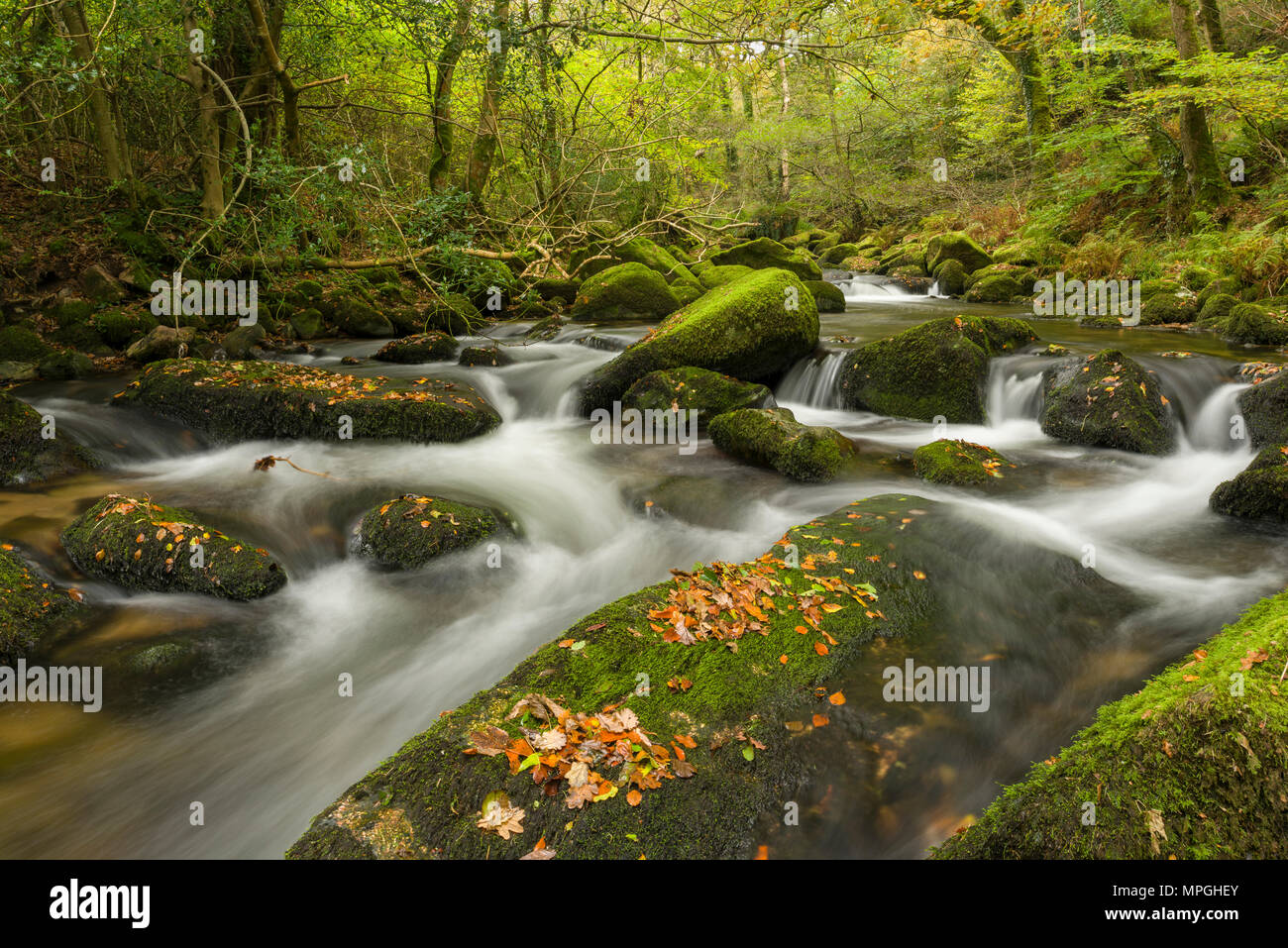 Der Fluss Meavy in Dewerstone Holz im Herbst im Nationalpark Dartmoor, Devon, England. Stockfoto