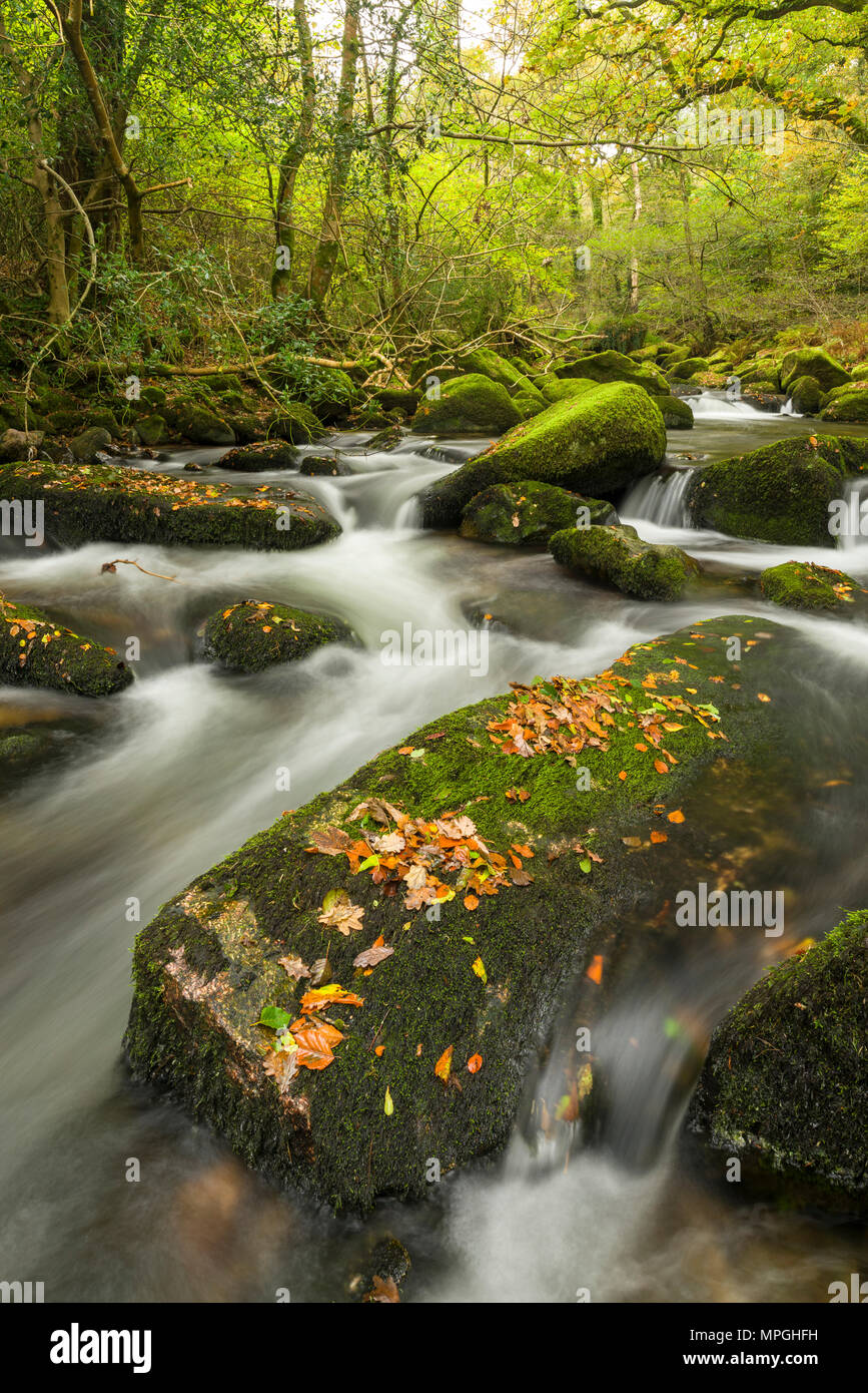 Der Fluss Meavy in Dewerstone Holz im Herbst im Nationalpark Dartmoor, Devon, England. Stockfoto