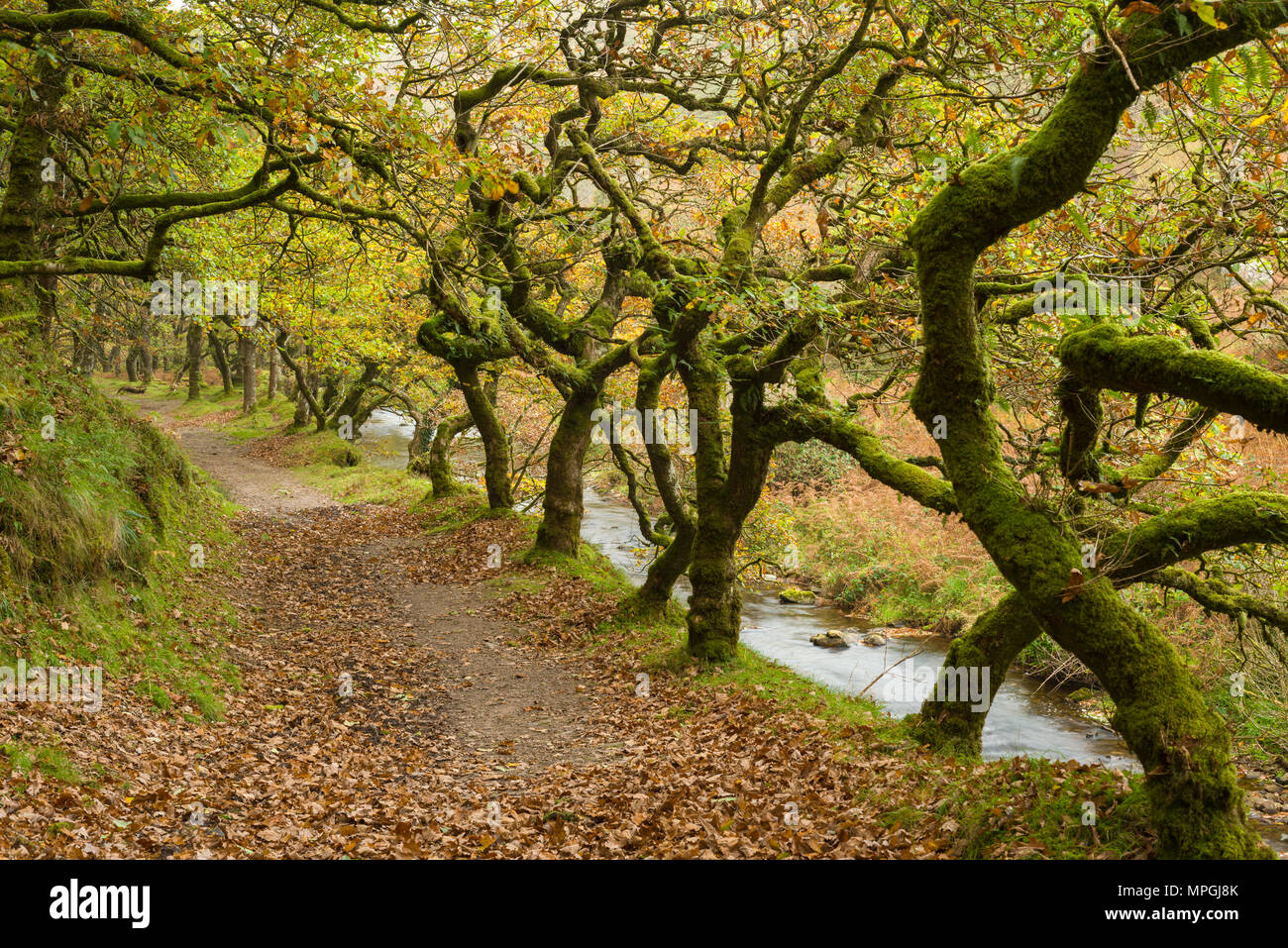 Badgworthy Wasser in der doone Senke im Herbst auf dem Devon und Somerset boarder in Exmoor National Park, England. Stockfoto