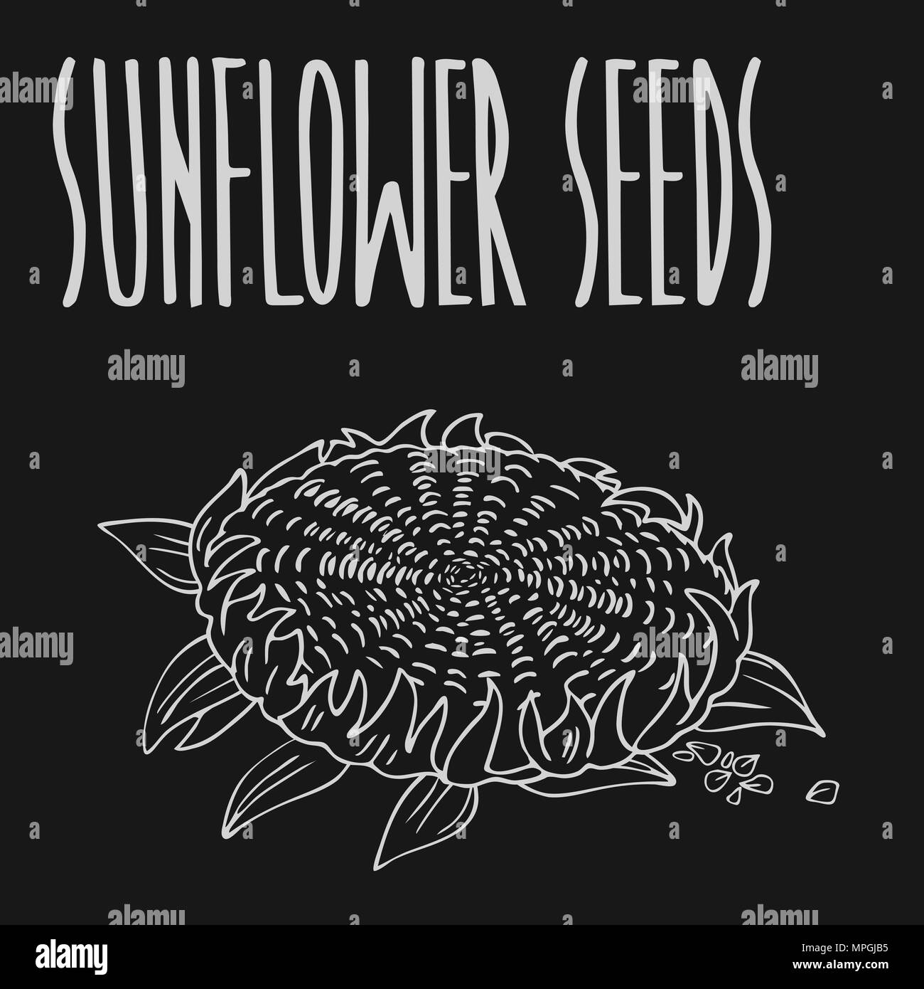 Isolieren oder Sonnenblumen helianthus wie Kreide auf Tafel. Close up Clipart in Schwarzes Brett Stil. Symbol Hand gezeichnet Stock Vektor