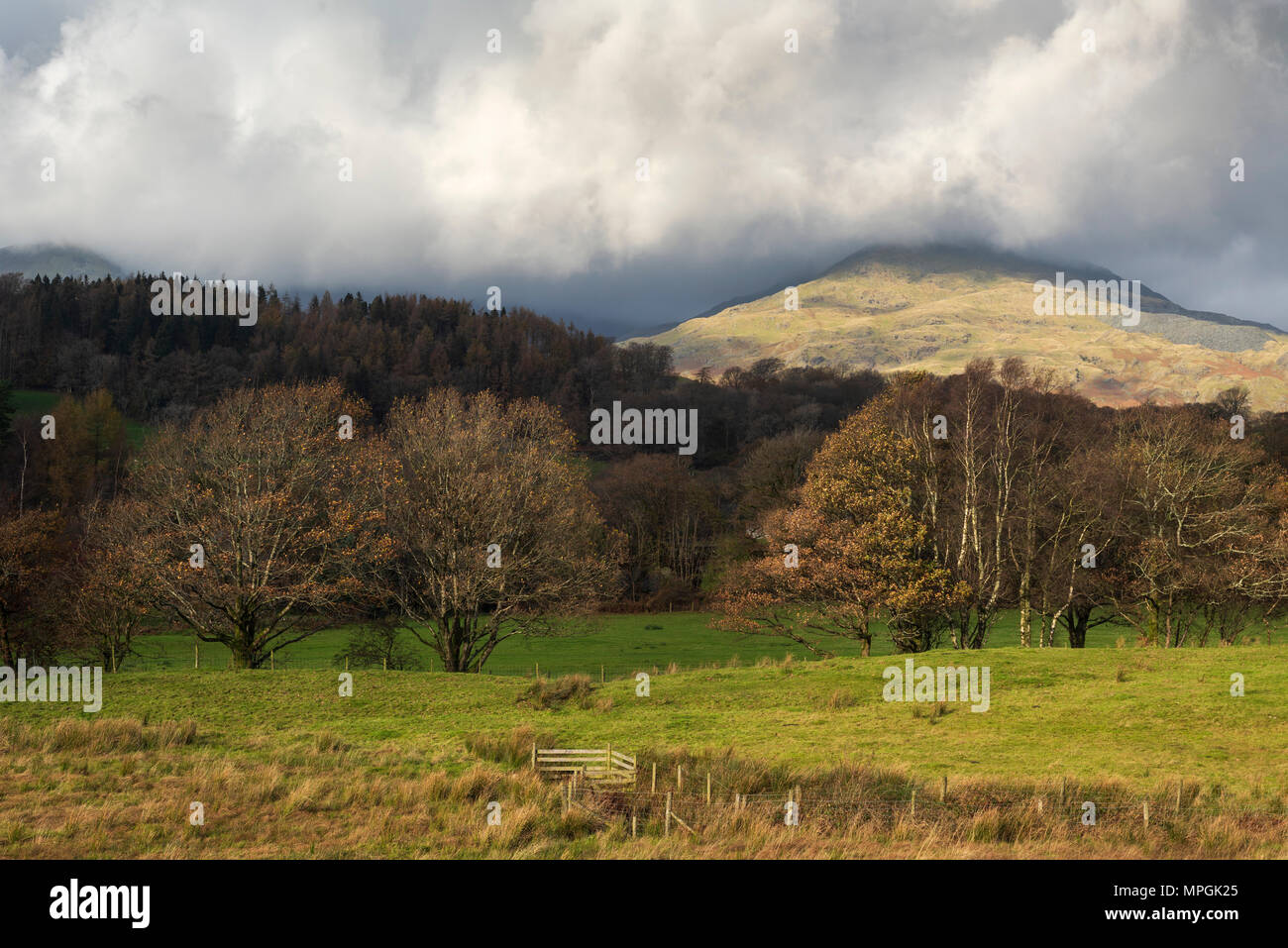 Der alte Mann von Coniston fiel durch die Landschaft im Herbst im Nationalpark Lake District, Cumbria, England umgeben. Stockfoto