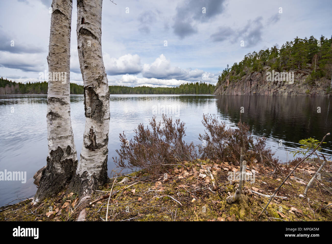 Der frühe Frühling Vegetation am See, mit Birken, Moos und Flechten. Entlang der Bergslagsleden Wanderweg, in Ånnaboda in centeral Schweden. Stockfoto