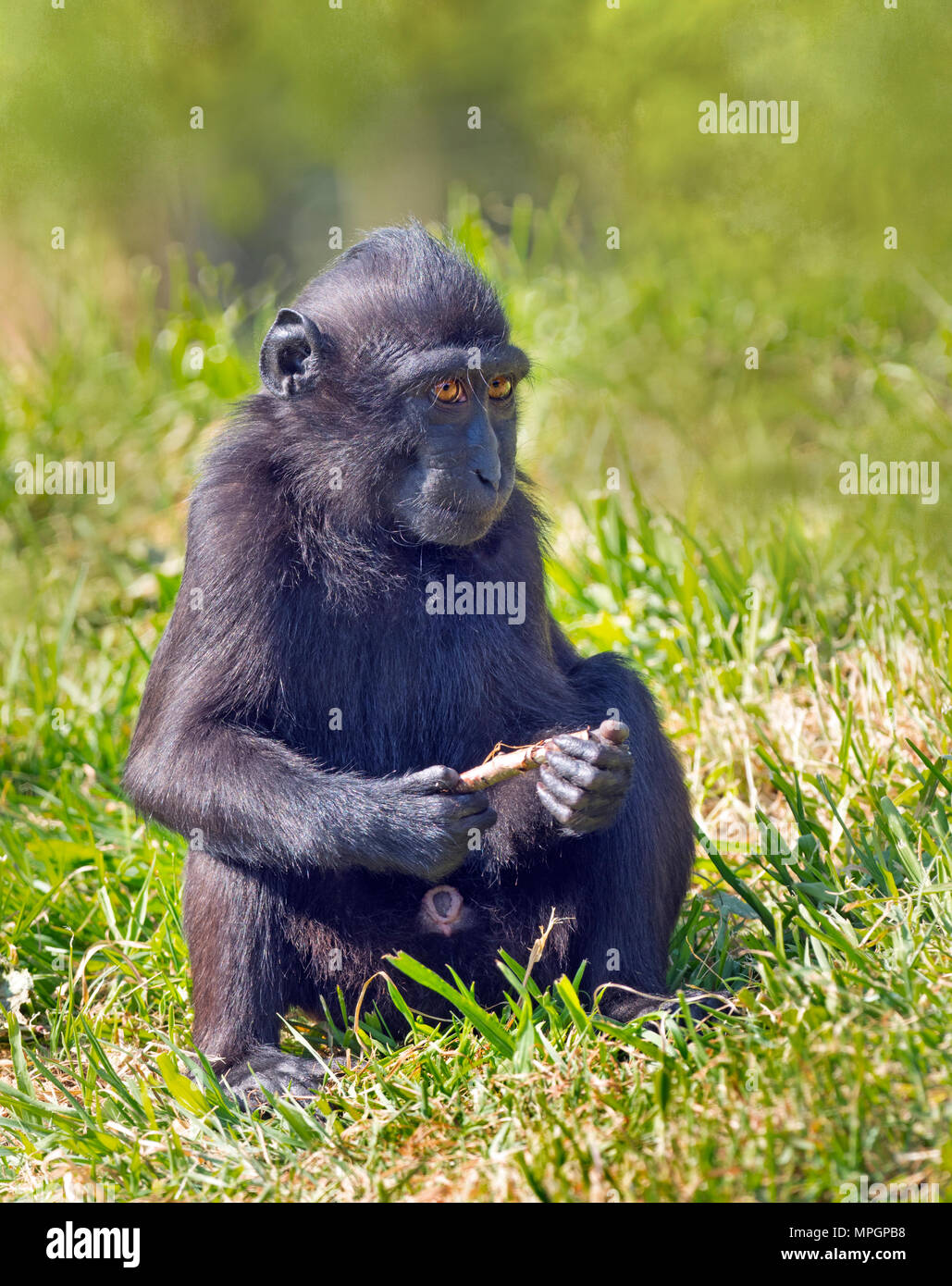 Crested macaque Macaca nigra auch als Crested schwarzen Makaken bekannt, Sulawesi crested Makaken, oder die Schwarze ape Stockfoto