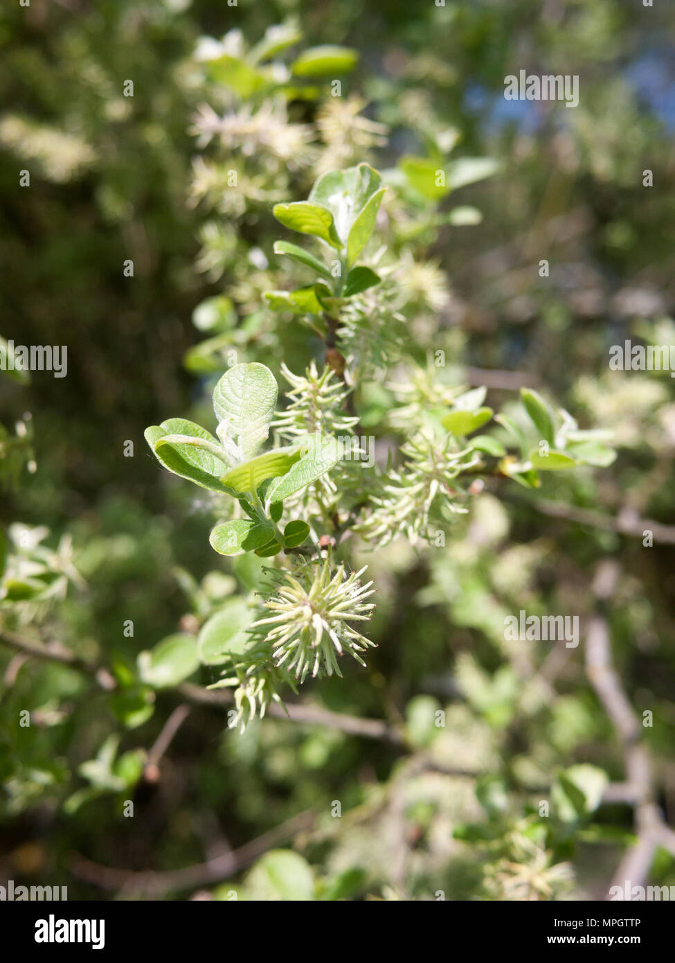 Nahaufnahme der Feder weiß catkin auf Baum Knospe Blüte grün-Zweig und Essex, England, Großbritannien Stockfoto