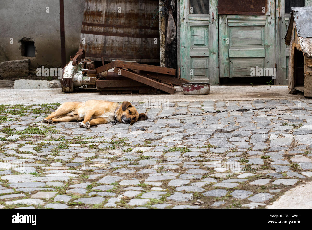 Streunende Hunde in der Kette auf dem Boden liegend - auf dem Land Ort Stockfoto