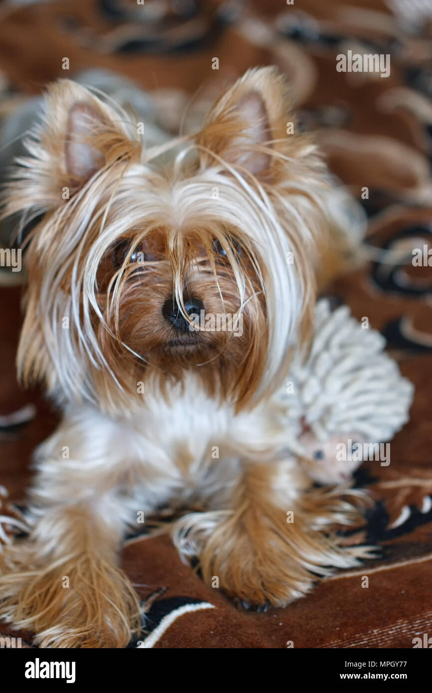 Schöne Welpen liegen auf einem flauschigen Teppich. Yorkshire Terrier. Stockfoto