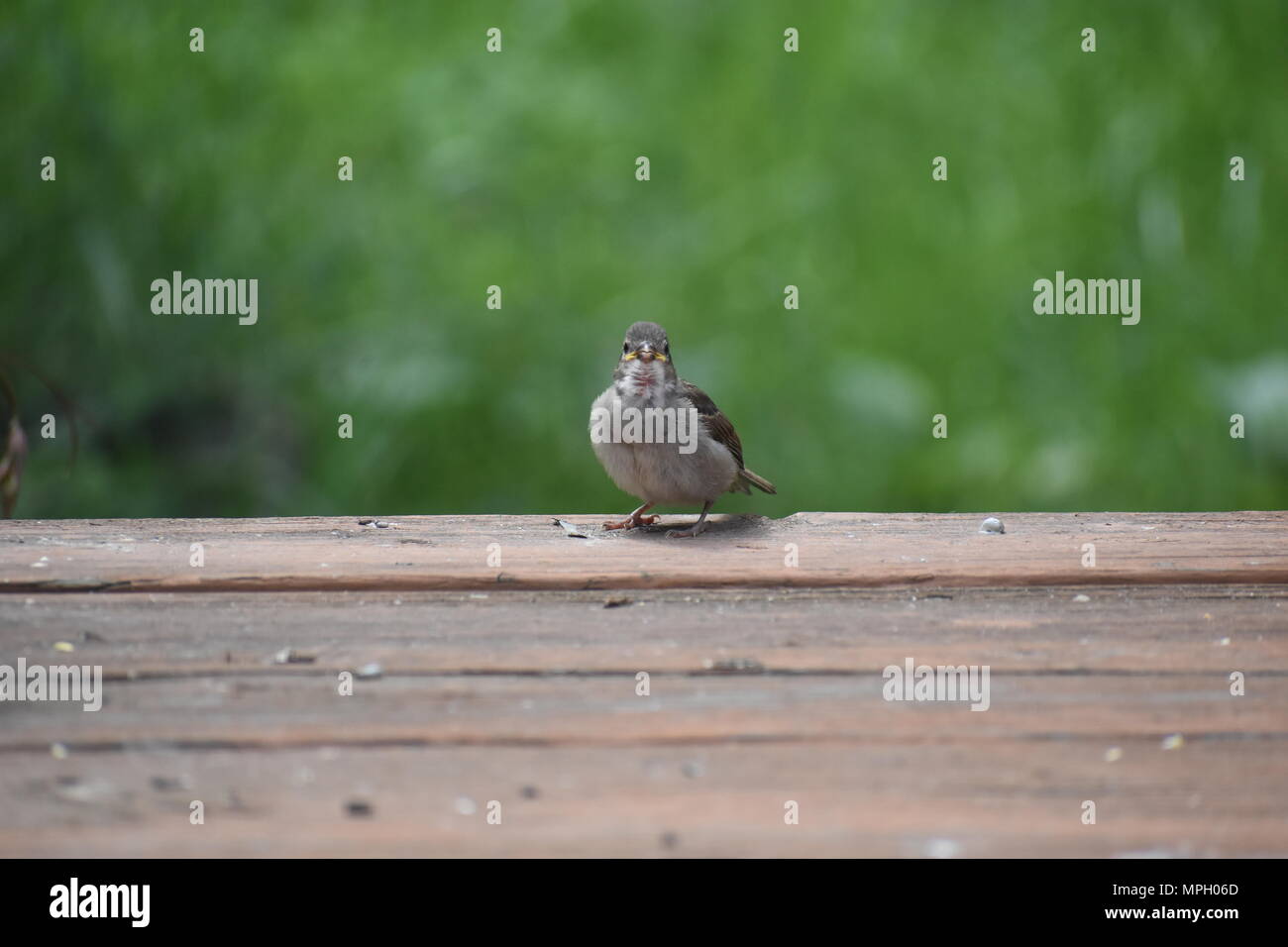 Juvenile sparrow bettelt um Essen zu einem Hinterhof Bird Feeder Stockfoto Juvenile sparrow bettelt um Essen zu einem Hinterhof Bird Feeder Stockfoto