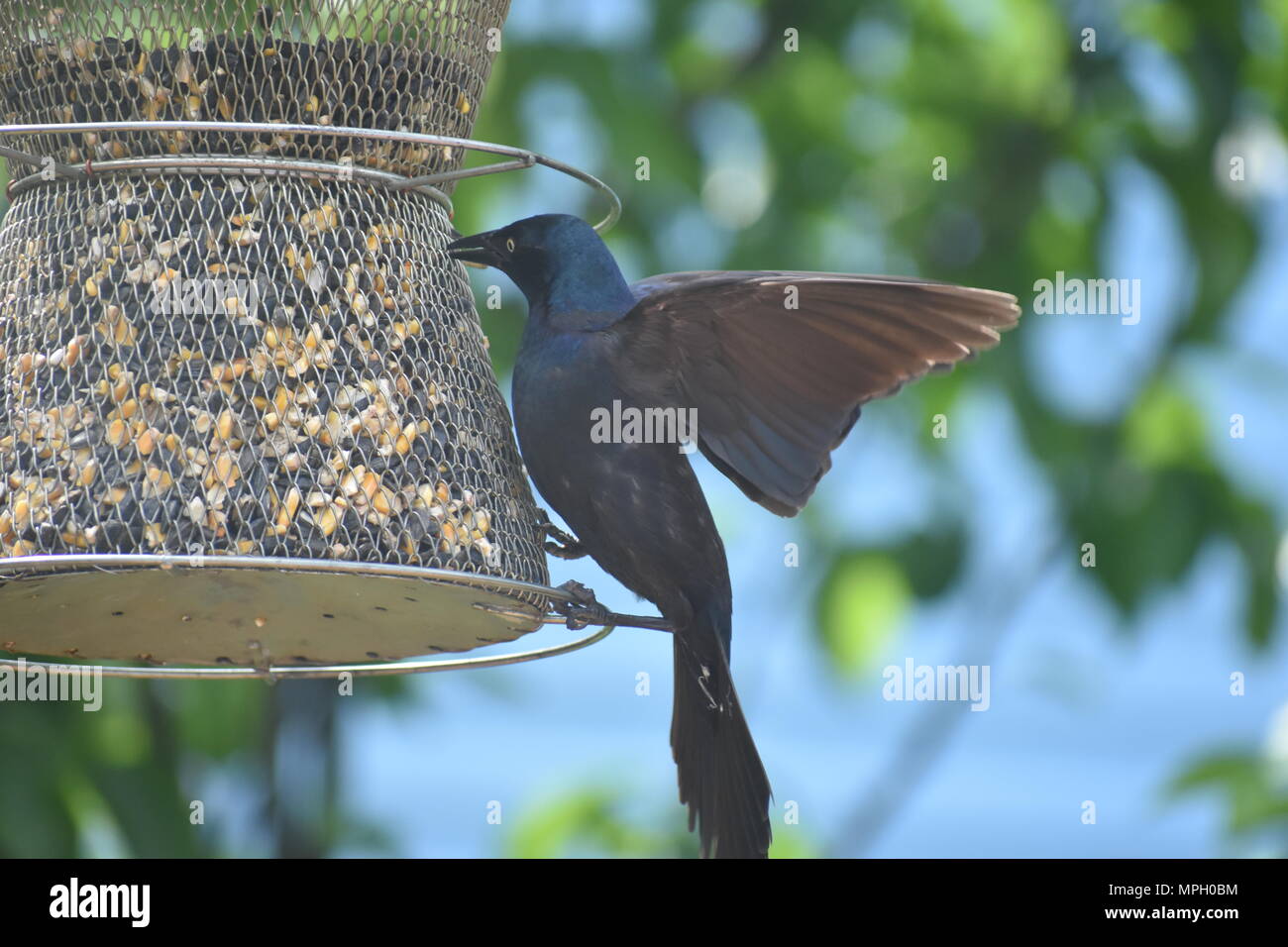 Schwarzer Vogel im Flug Landung auf einem Hinterhof Bird Feeder Stockfoto