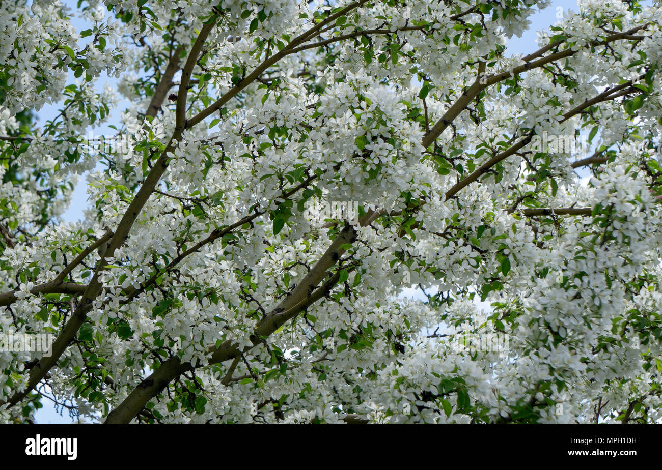 Cherry Blossom Calgary, Alberta Kanada Stockfoto