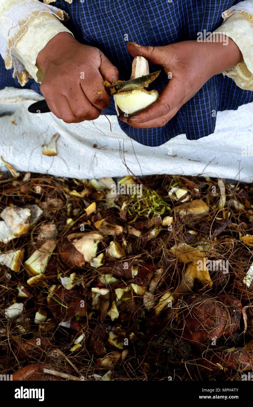 Peeling Pilze in GRANJA PORCON-Evangelikalen Genossenschaft. Abteilung von Cajamarca PERU Stockfoto