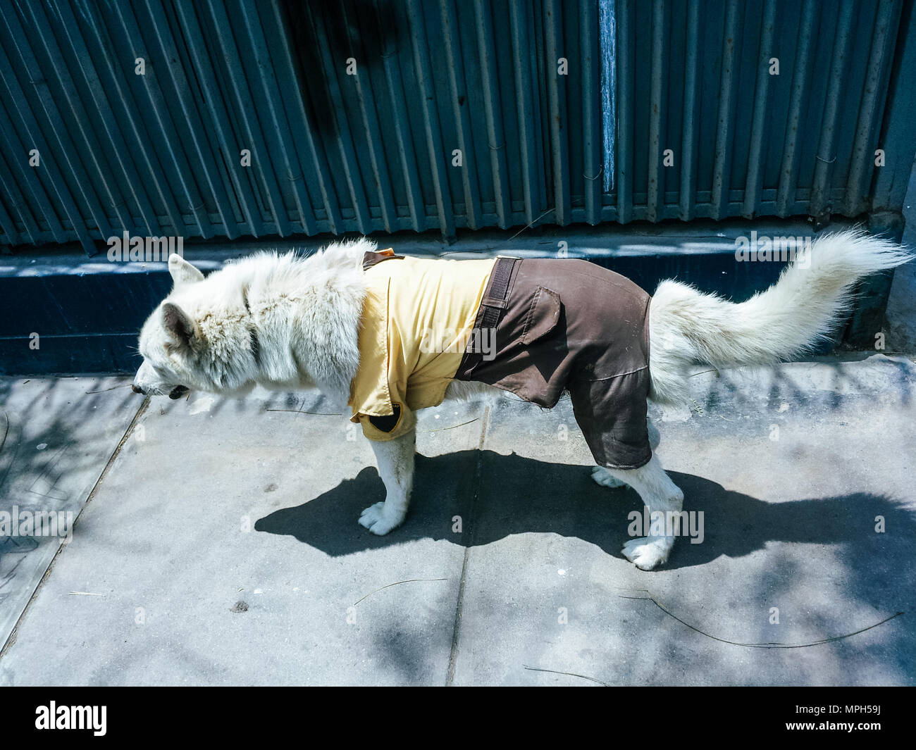 Guachiman Hund mit Schutzkleidung, Konzept Bild und Humor Stockfoto