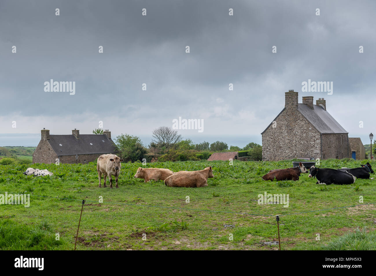 Kühe auf einer Wiese in einem typischen Dorf in La Hague, Frankreich, Manche, Feder Stockfoto