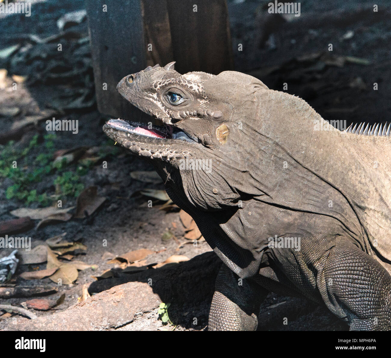 Nashörner iguana Nahaufnahme, leben in einer geschützten Umgebung. Monkey Jungle, in der Nähe von Miami, Florida. Die gehörnten Schnauze gibt ihm seine Nashörner Name. Stockfoto