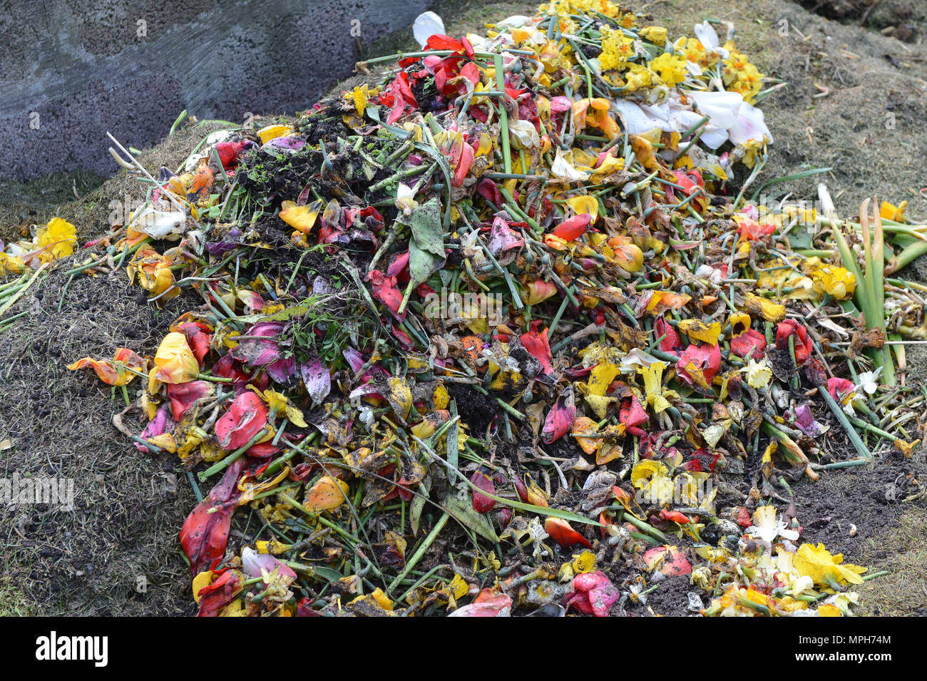 Komposthaufen mit einige bunte Mischung von Toten vorangegangen Tulpen und Blumen kompostiert werden Stockfoto