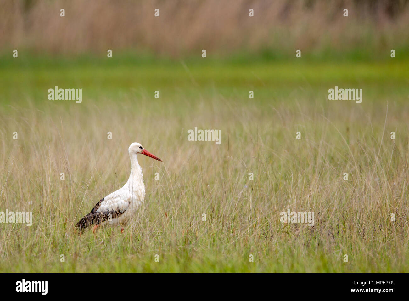 Weißstorch (Ciconia ciconia) auf einer Wiese im Frühling im Naturschutzgebiet Mönchbruch in der Nähe von Frankfurt, Deutschland. Stockfoto