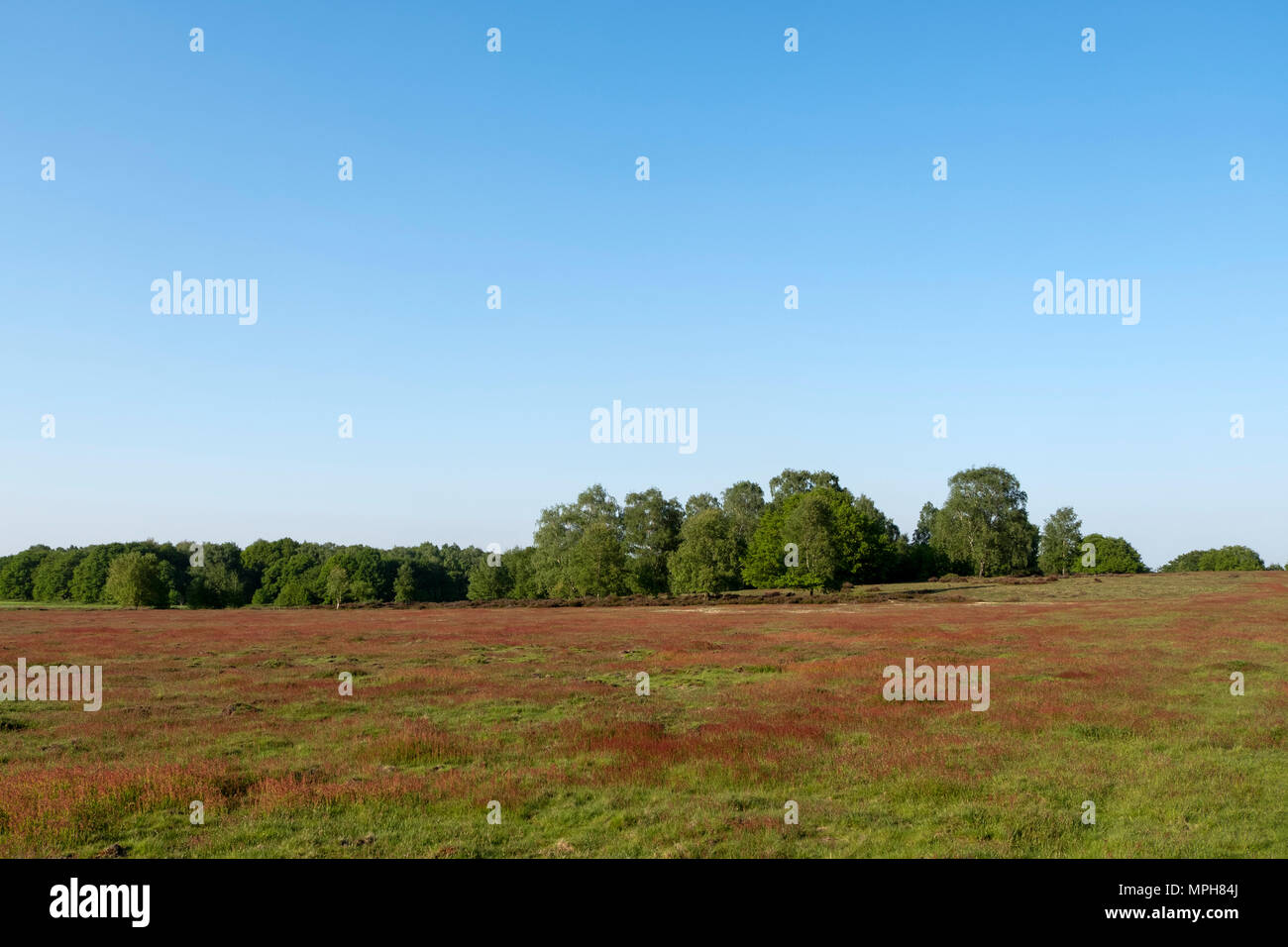 Krefeld-Traar, Egelsberg, Heidelandschaft mit blühendem Flohknöterich Stockfoto