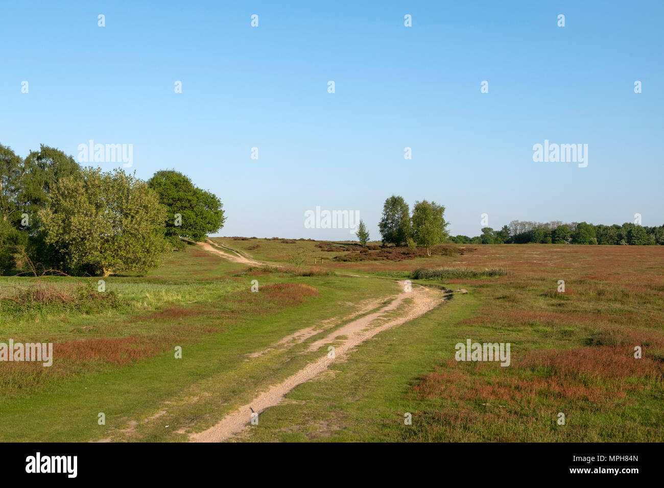 Krefeld-Traar, Egelsberg, Heidelandschaft mit blühendem Flohknöterich Stockfoto