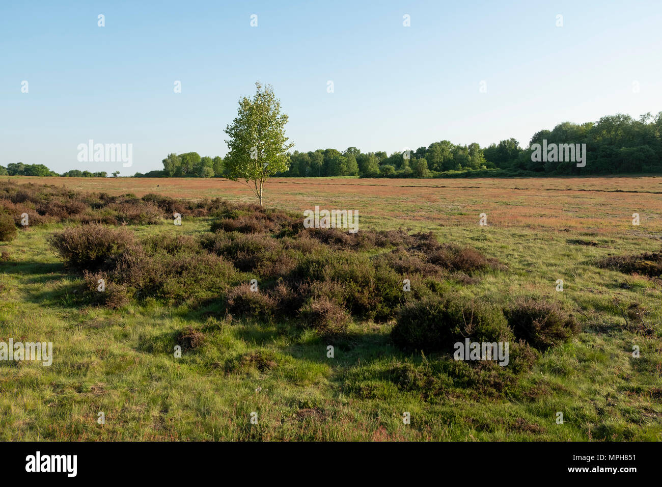 Krefeld-Traar, Egelsberg, Heidelandschaft mit blühendem Flohknöterich Stockfoto