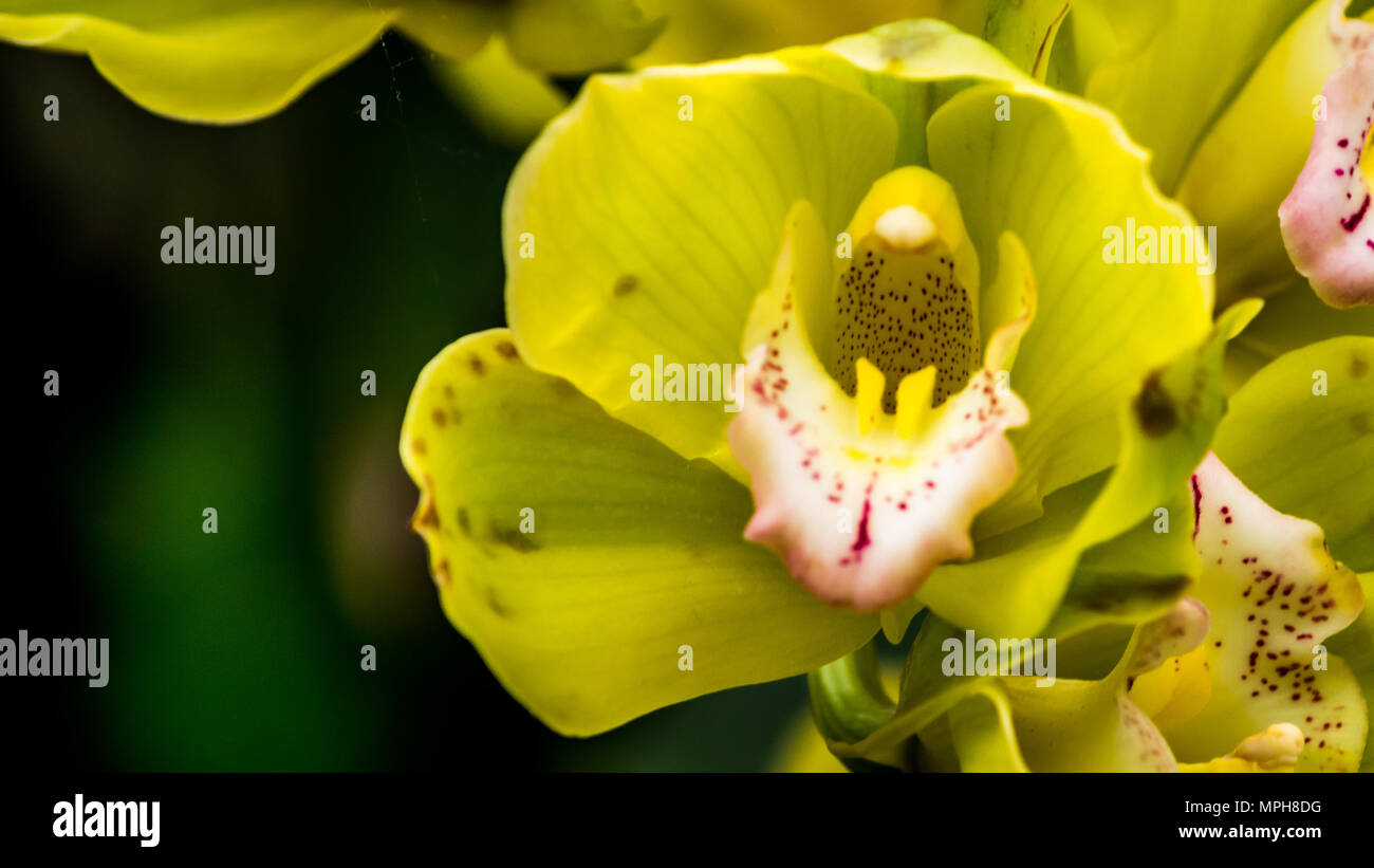 Grün und rosa Cymbidium orchid Hybrid mit selektiven Fokus, Boot Orchideenblüte in einem Gewächshaus im östlichen Himalaya Stockfoto