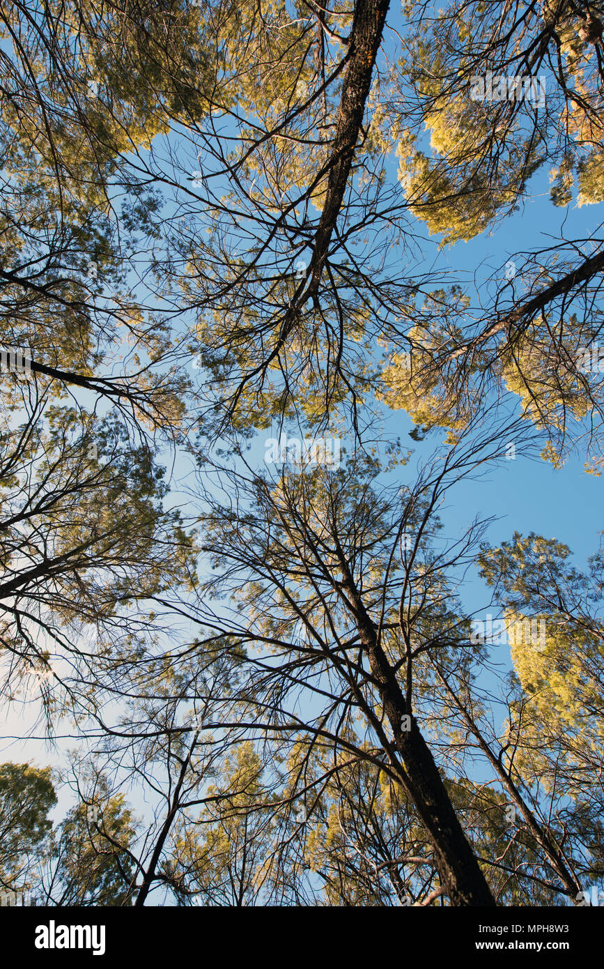 Casuarina Bäumen Stockfoto