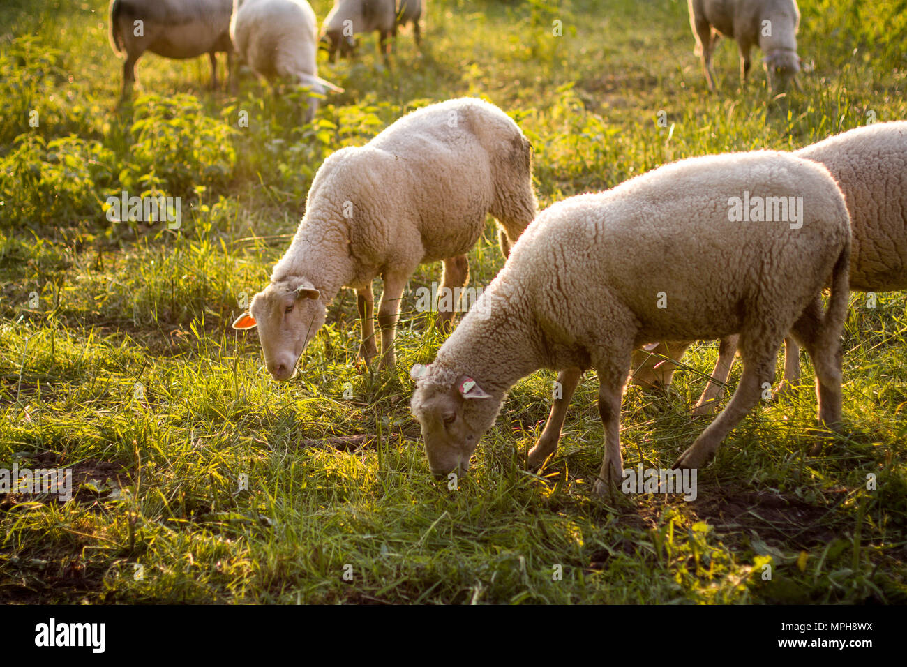 Schafe Stockfoto