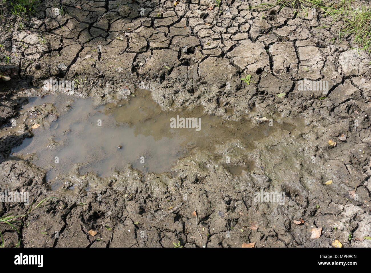 Muddy pool im gerissenen trockener Boden Stockfoto