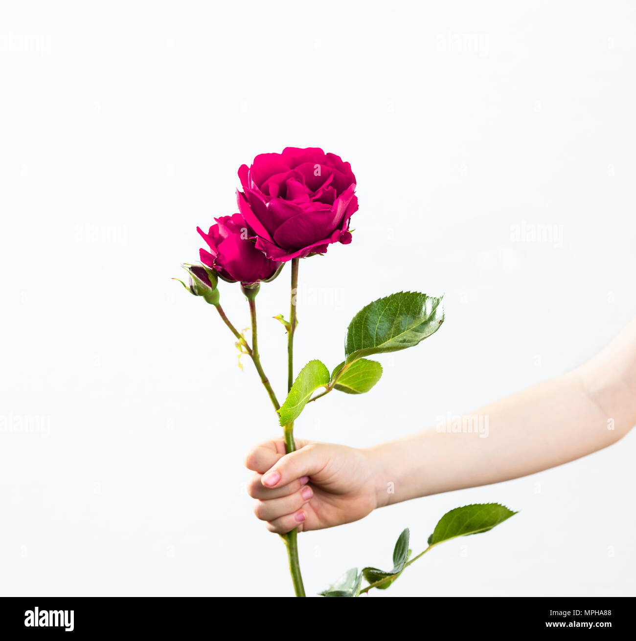 Kind Holding eine Rose Stockfoto
