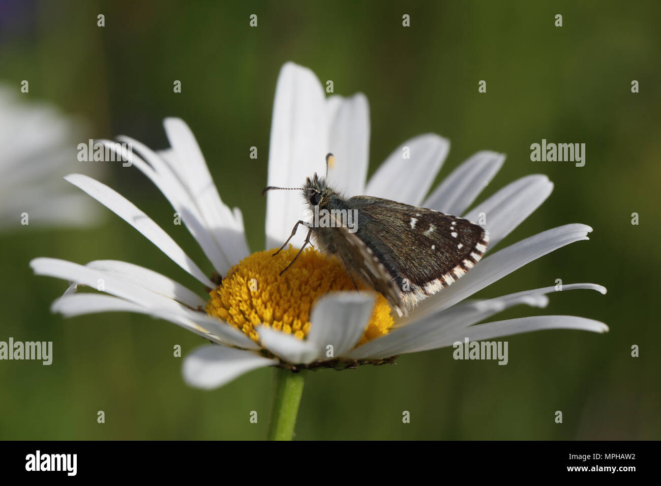 Dusky Grizzled Skipper (Schmetterling aus cacaliae) in einem Oxeye Daisy ruhen Stockfoto