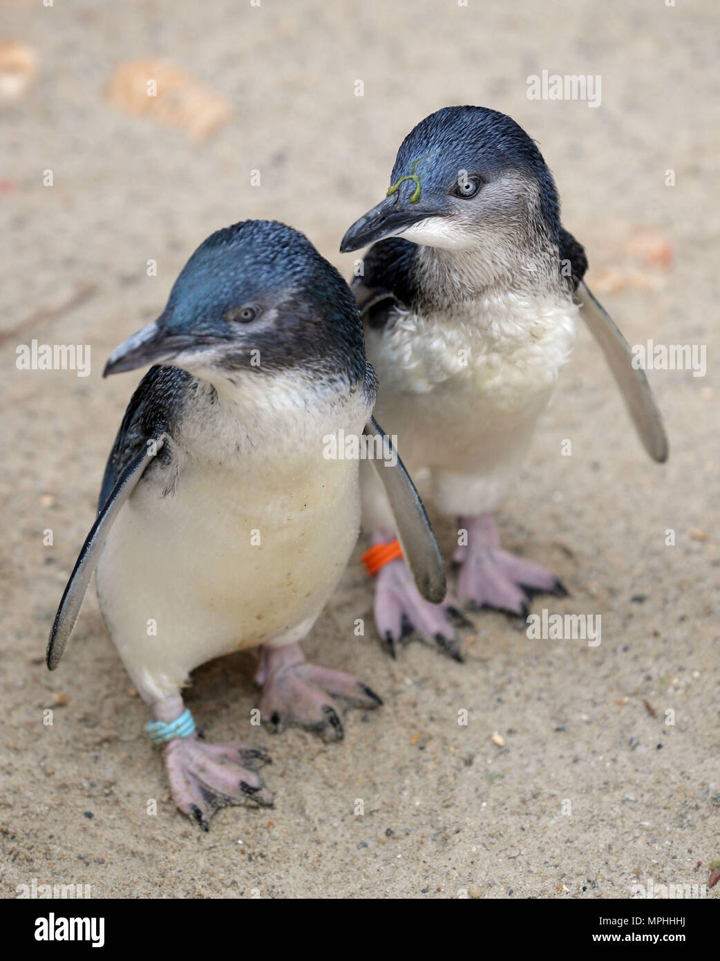 zwergpinguine-auch-als-kleine-blaue-pinguine-in-ihren-neuen-geh-use
