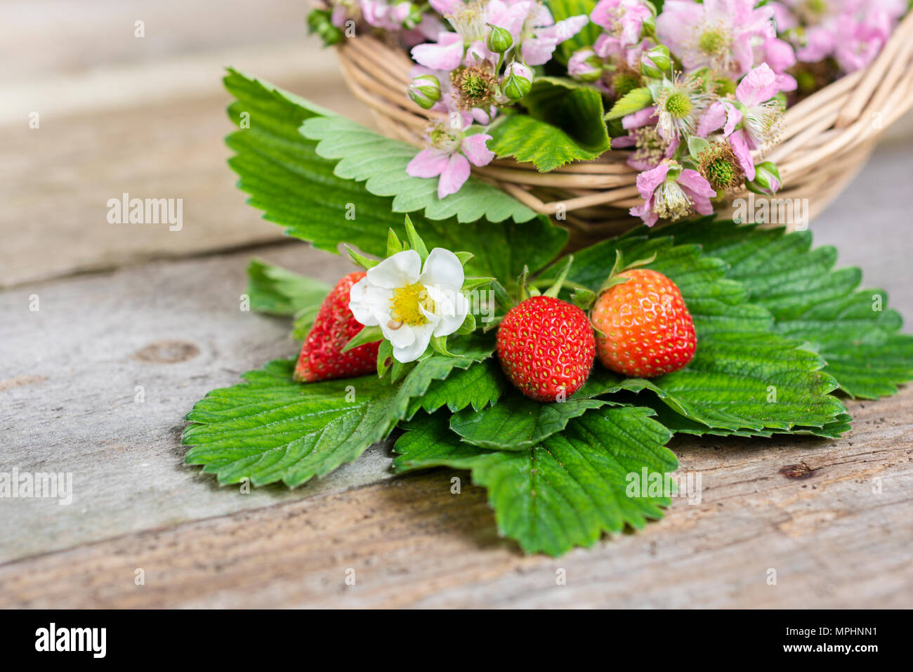 Natürliche Erdbeeren und Blätter auf dem Boden Stockfoto