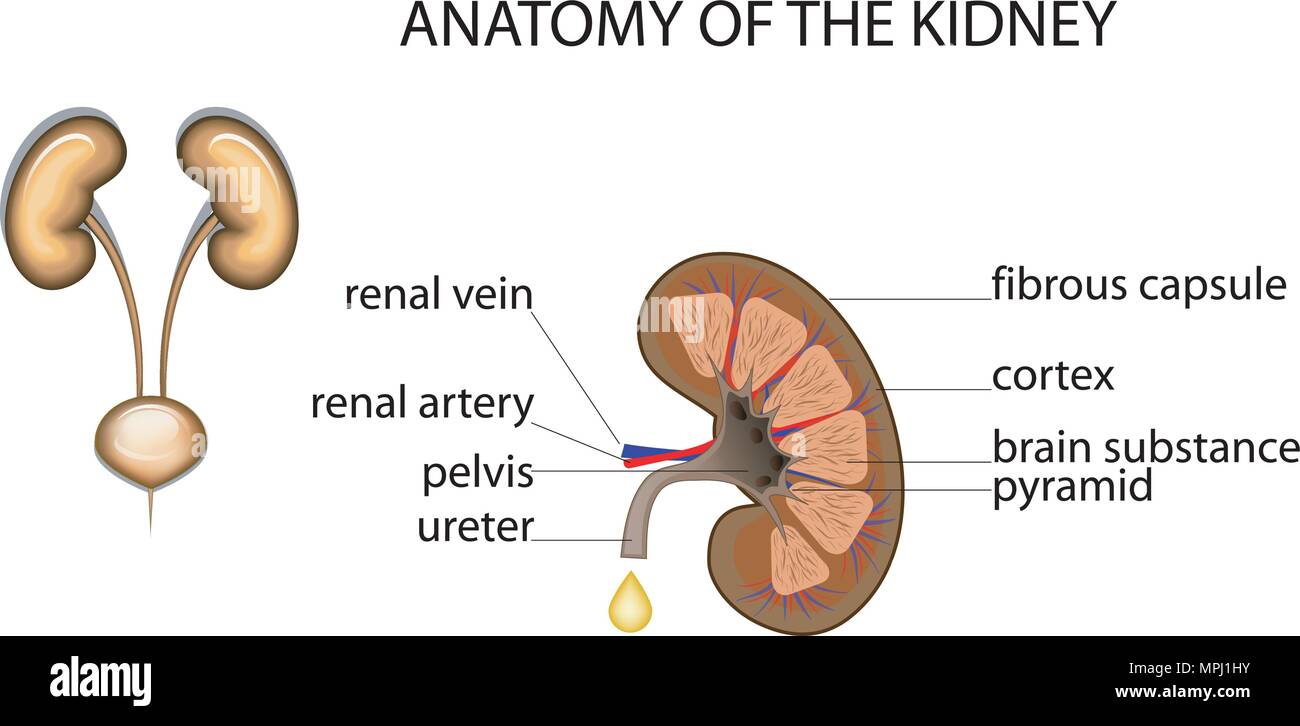 Abbildung: Die gesunde Niere. Hintergrund Stock Vektor