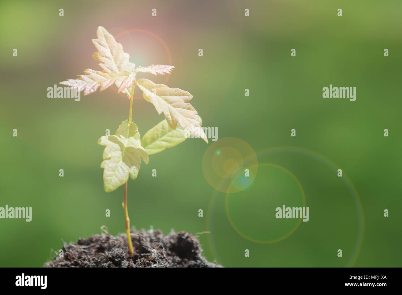Neuanfang und Wachstum Konzept der kleine Baum wächst aus dem Boden Stockfotografie Alamy