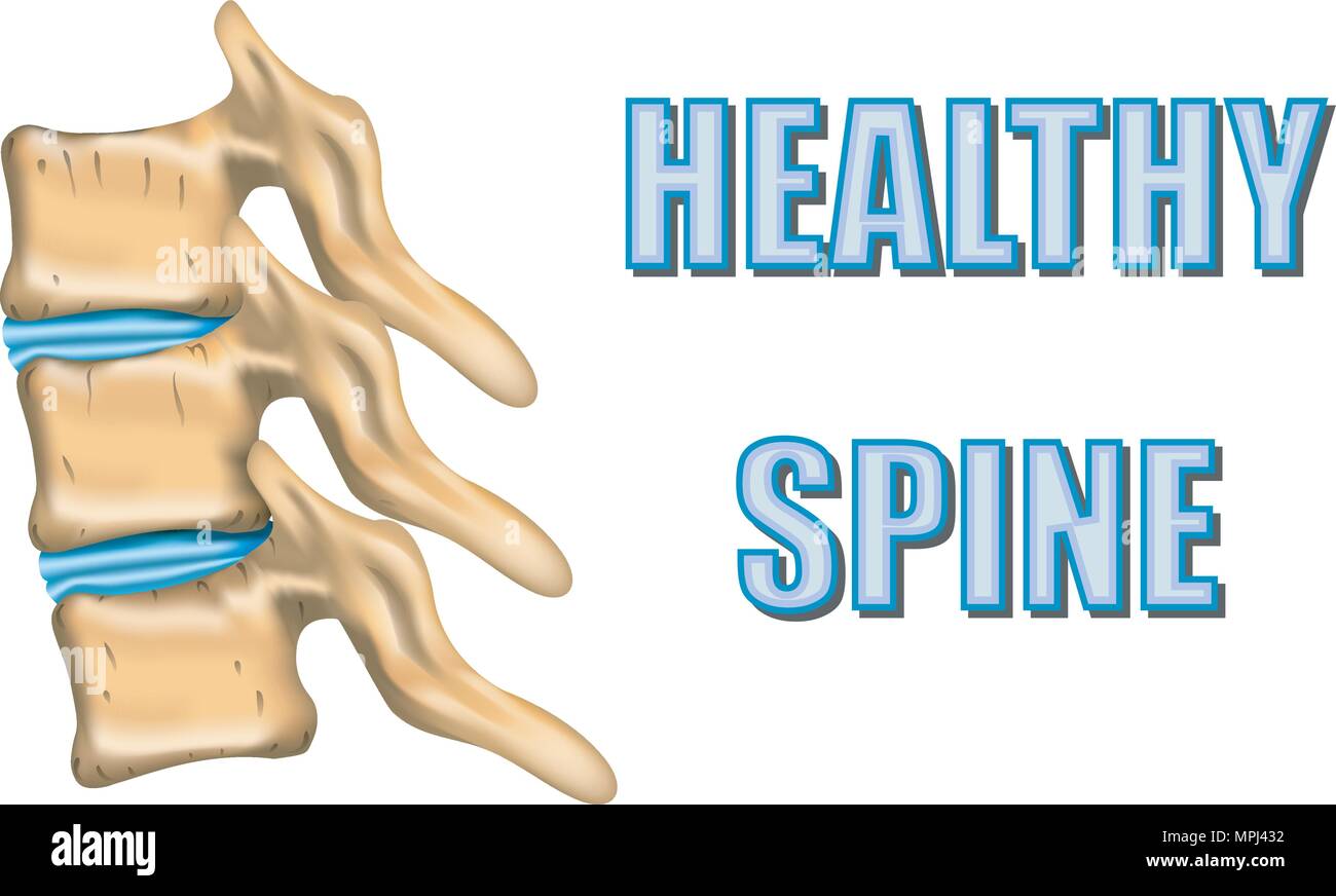 Abbildung der gesunden Wirbelsäule und Bandscheiben Stock Vektor