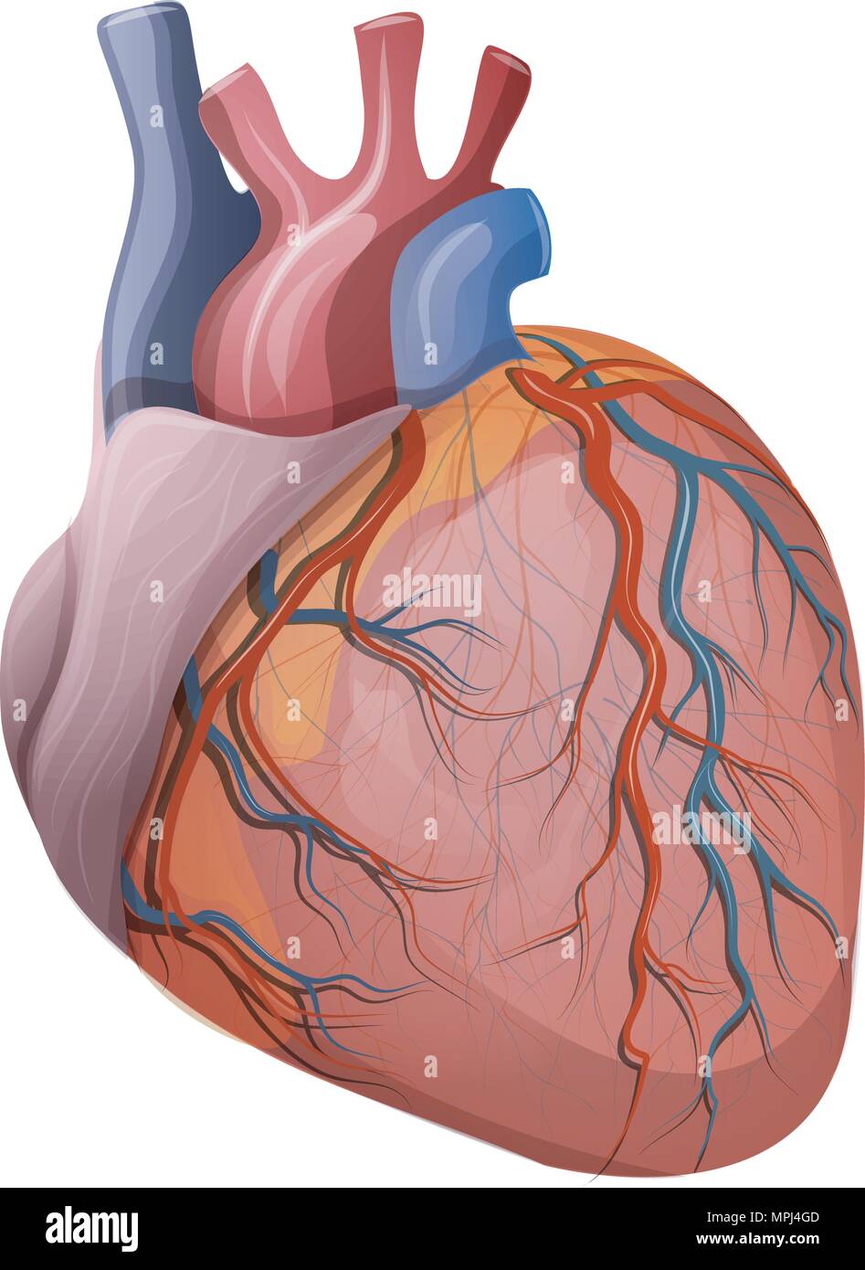 Abbildung des menschlichen Herzens. Vektor. Kardiologie Stock Vektor