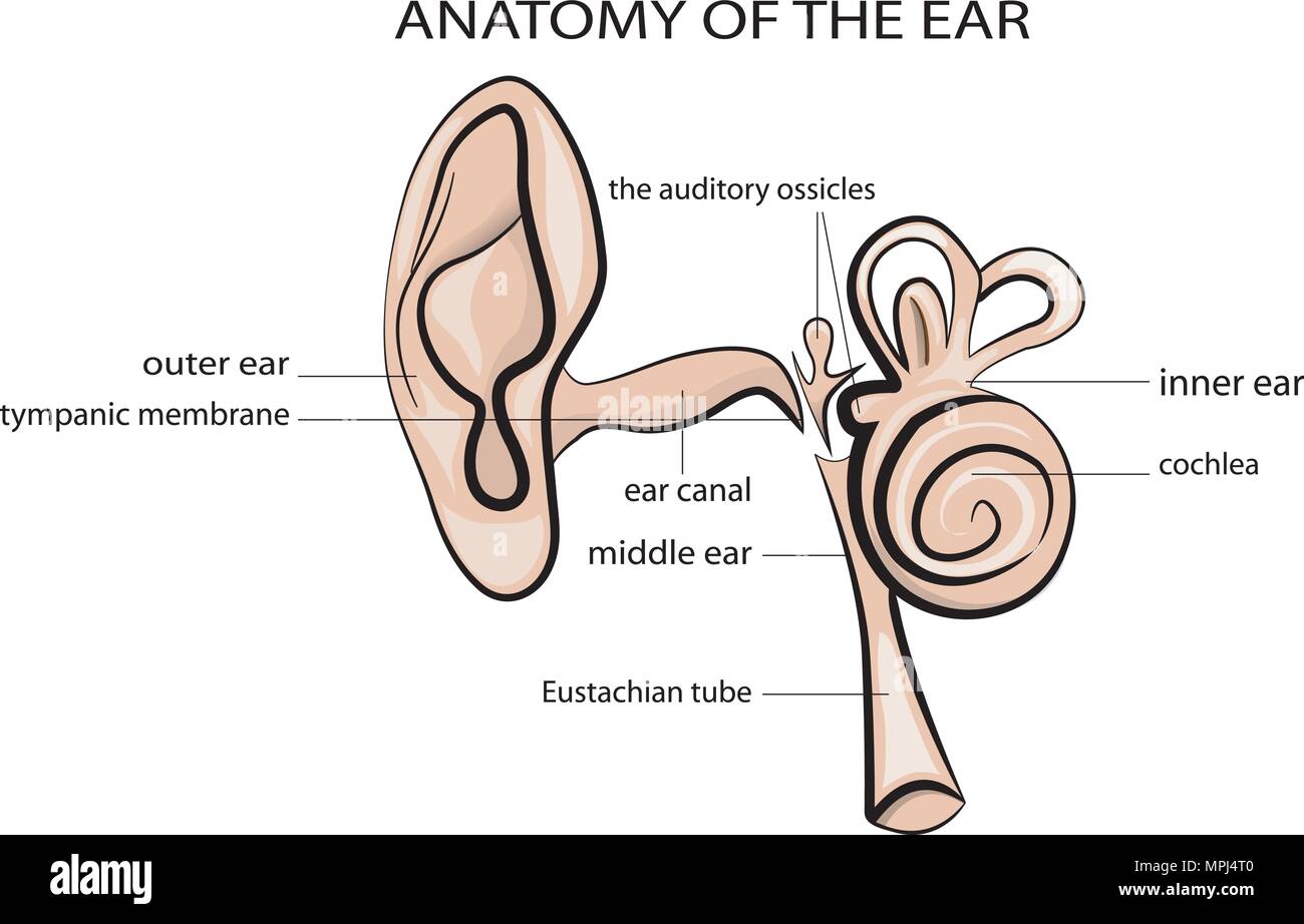Anatomische Abbildung des Ohr. Kopf.. Abbildung des menschlichen Herzens. Kardiologie. Vektor Stock Vektor