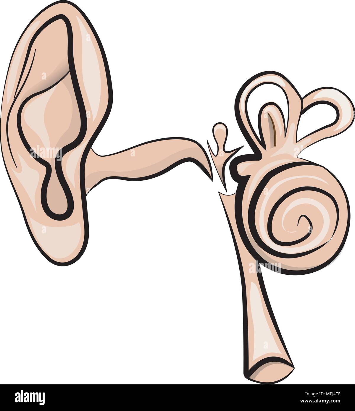 Anatomische Darstellung der Ohr Stock Vektor