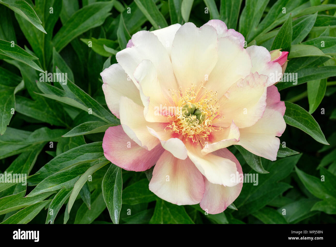 Einzelne Blüte der intersektionalen Pfingstrose Paeonia Julia Rose - die Pfingstrose Neid Stockfoto