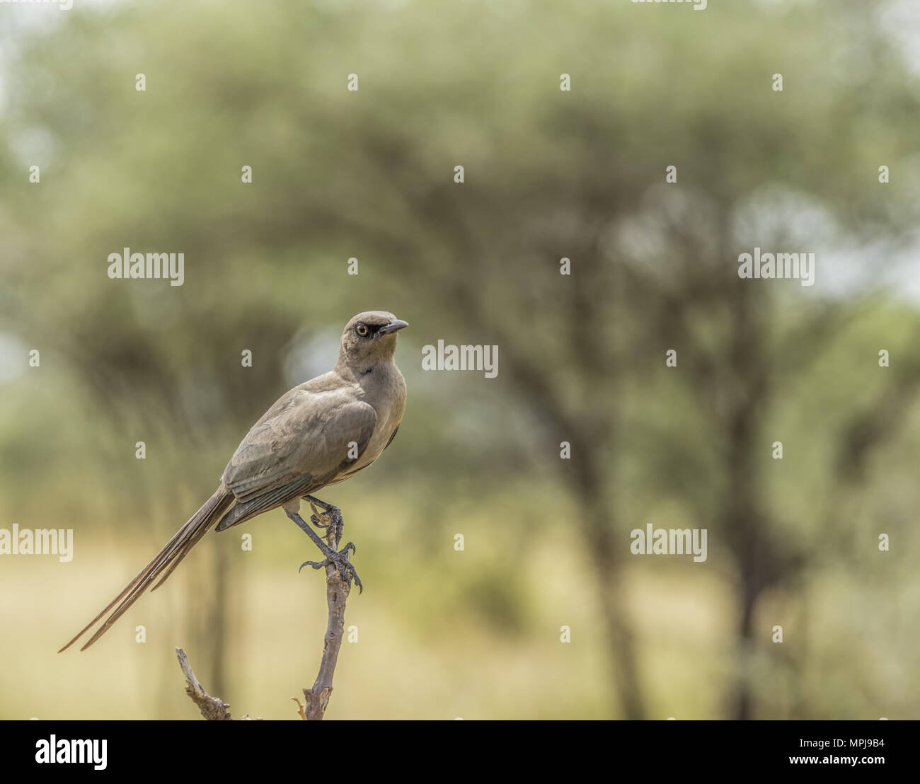 Ashy Starling-Cosmopsarus unicolor in Lake Manyara, Tansania, Afrika Stockfoto
